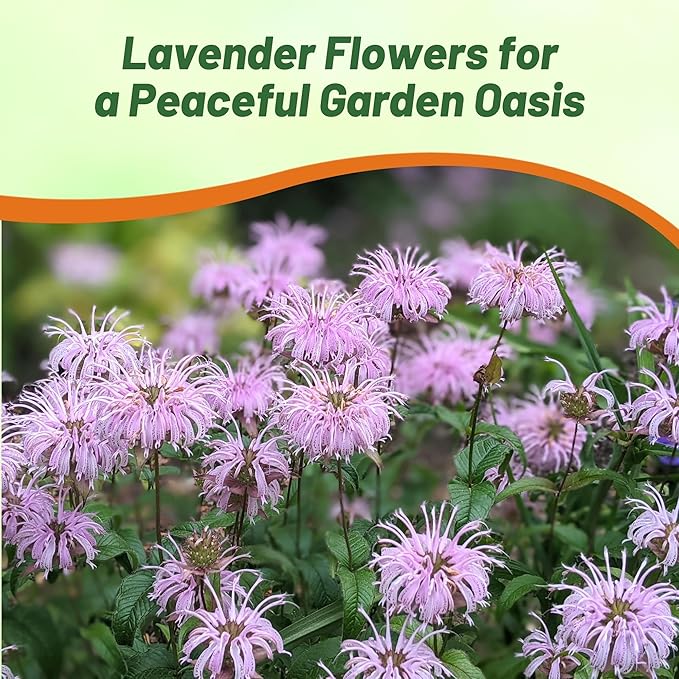 Outsidepride Wild Bergamot Seeds - 2000 Pcs Perennial, Easy to Grow & Pollinator Friendly Monarda Fistulosa Flower Seeds for Planting Aromatic Leaves & Edible Blooms, Ideal for Teas & Potpourri