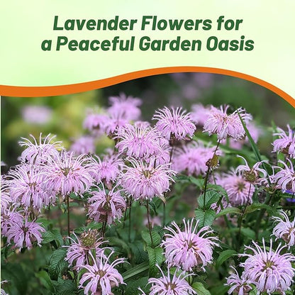 Outsidepride Wild Bergamot Seeds - 2000 Pcs Perennial, Easy to Grow & Pollinator Friendly Monarda Fistulosa Flower Seeds for Planting Aromatic Leaves & Edible Blooms, Ideal for Teas & Potpourri