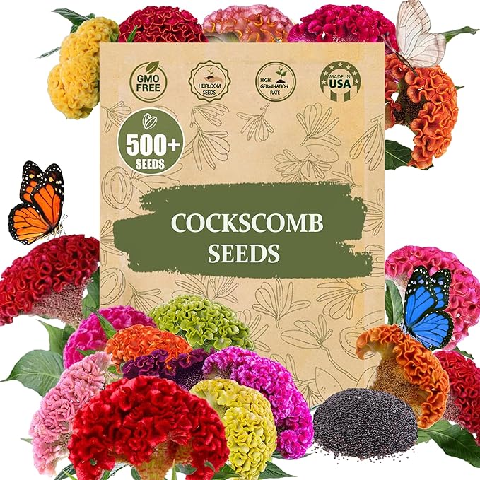 Premium Rare Cockscomb Seeds (Celosia cristata) – 500+ Non-GMO Heirloom Seeds – Stunning, Long-Lasting Feathery Blooms – Easy to Grow & Pollinator