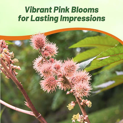 Outsidepride Bright Pink Castor Bean Seeds - 30 Pcs Annual Quick-Growing Tropical Flower Seeds for Planting Vibrant Foliage & Colorful Blooms for Eye-Catching Borders, Gardens & Landscapes