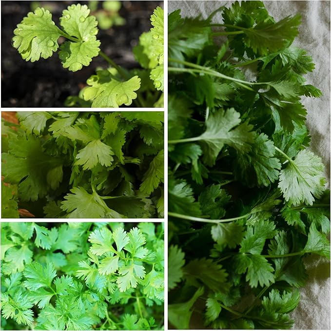 Seed Needs Cilantro & Dill Seeds for Planting Fresh Kitchen Herbs - Non-GMO Heirloom & Untreated Perennial Herb Seed to Plant a Culinary Garden Indoors or Outdoors (2 Packs)