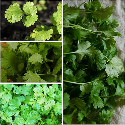 Seed Needs Cilantro & Dill Seeds for Planting Fresh Kitchen Herbs - Non-GMO Heirloom & Untreated Perennial Herb Seed to Plant a Culinary Garden Indoors or Outdoors (2 Packs)