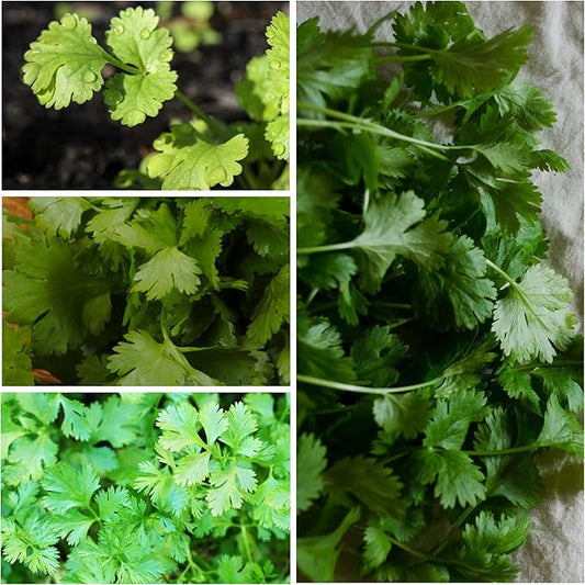 Seed Needs Cilantro & Dill Seeds for Planting Fresh Kitchen Herbs - Non-GMO Heirloom & Untreated Perennial Herb Seed to Plant a Culinary Garden Indoors or Outdoors (2 Packs)