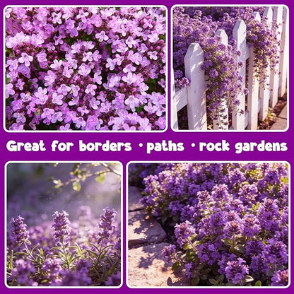 32000+ Purple Creeping Thyme Seeds for Planting, Low-Growing Perennial Ground Cover with Purple Blooms for Gardens, Walkways & Stepping Stones