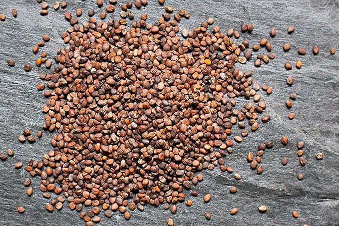 16 oz Rambo Radish Seeds for Sprouting, Microgreens - Non-GMO - Country Creek LLC Brand- Garden Planting, Cooking, Emergency Food Storage, Vegetable Gardening, Juicing,& More!