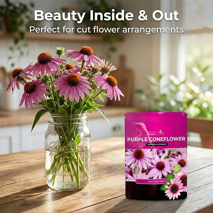 Echinacea Seeds, Purple Coneflower Seeds, Over 2300 Echinacea Seeds for Planting, Non-GMO, Open Pollinated, Heirloom Flower Seeds
