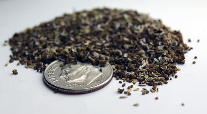 25 Seed Embedded Recycled Lotka Printer Paper
