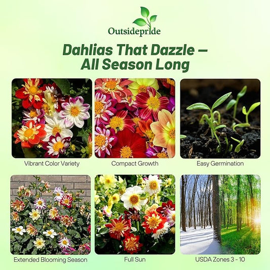 Outsidepride Dandy Mixed Dahlia Seeds for Planting - 1000 Pcs Annual, Easy to Grow, Season-Long Flower Seeds with Colorful Blooms for Containers, Pots, Borders, & Gardens, Suitable as Cut Flower