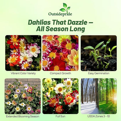 Outsidepride Dandy Mixed Dahlia Seeds for Planting - 500 Pcs Annual, Easy to Grow, Season-Long Flower Seeds with Colorful Blooms for Containers, Pots, Borders, & Gardens, Suitable as Cut Flower