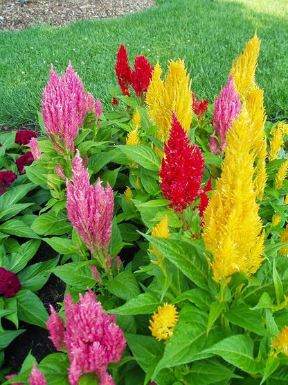 Seeds Plumed Cockscomb Mix/Celosia/Includes Variety Crested West Indian Toreador/Annual Flowers
