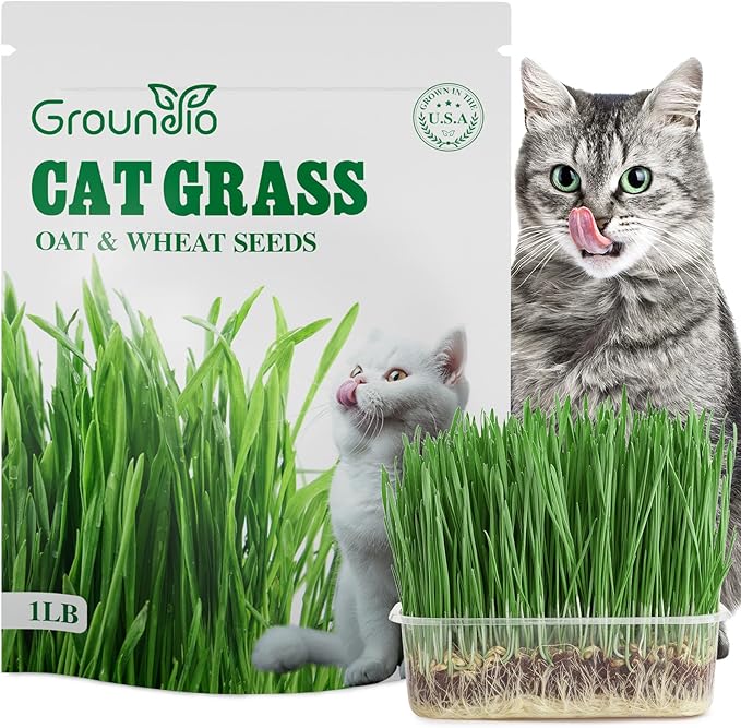 Cat Grass Seeds, 16 OZ, Grown in The USA for Indoor Cats, Non-GMO, 1 Pound