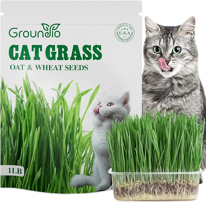 Cat Grass Seeds, 16 OZ, Grown in The USA for Indoor Cats, Non-GMO, 1 Pound