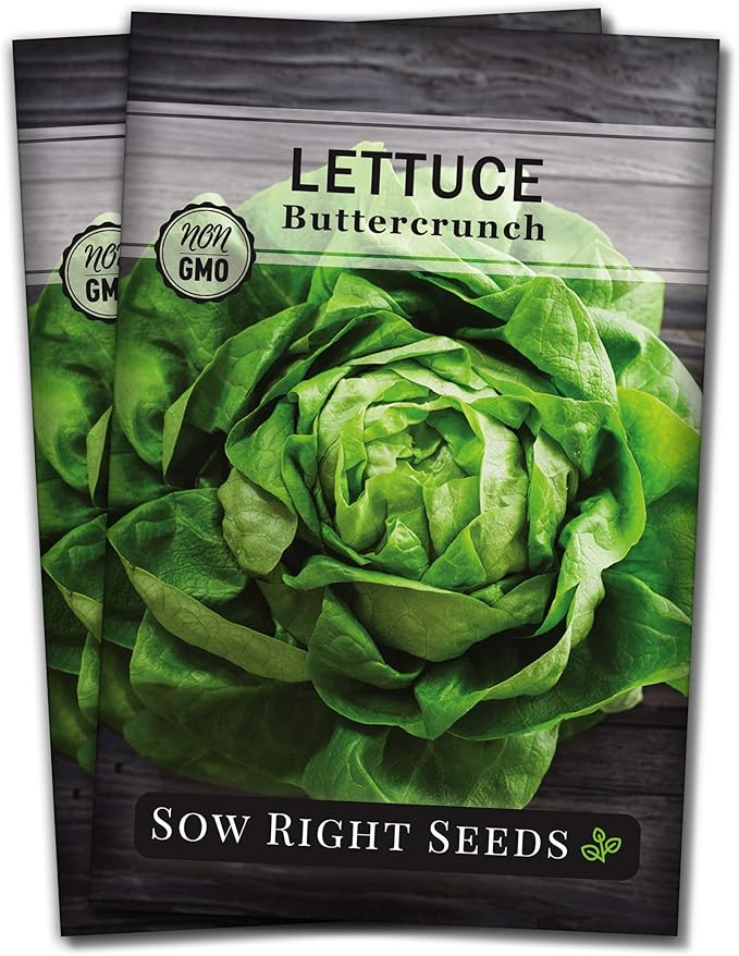 Sow Right Seeds - Buttercrunch Lettuce Seeds for Planting - Non-GMO Heirloom Packet with Instructions to Plant a Home Vegetable Garden - Outdoors or Hydroponics Indoors - Heat Tolerant Variety (2)