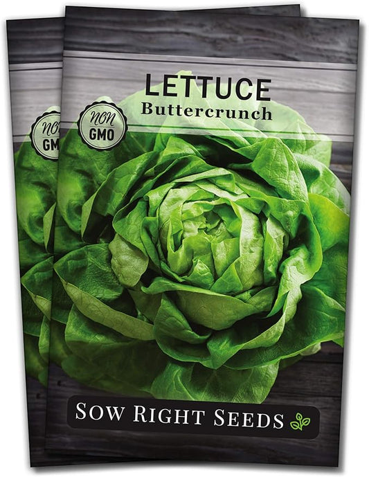 Sow Right Seeds - Buttercrunch Lettuce Seeds for Planting - Non-GMO Heirloom Packet with Instructions to Plant a Home Vegetable Garden - Outdoors or Hydroponics Indoors - Heat Tolerant Variety (2)