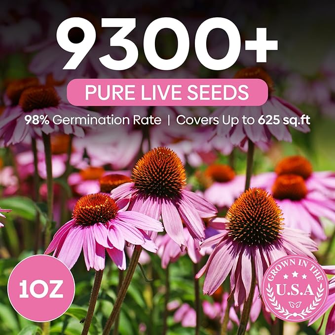 Purple Coneflower Seeds 1 OZ, Perennial Open Pollinated Non-GMO Echinacea Seeds Grown in The USA, Cone Flower Seed for Planting, USDA 3-9
