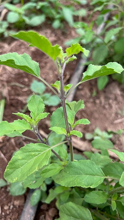 Plant Good Seed Rama Holy Basil Seeds for Planting: Traditional Tea Herb, Fragrant Purple Green Tulasi - 200 Seed Packet