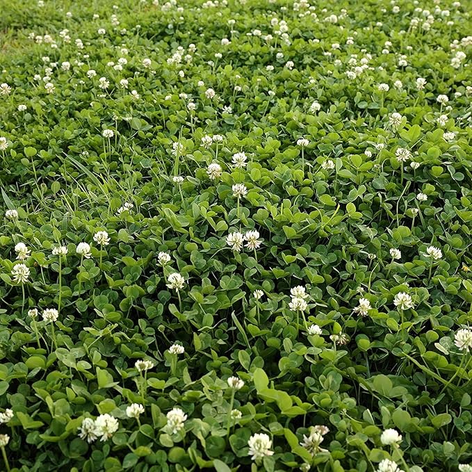 White Clover Seeds, Nitro-Coated and Inoculated, 1 Pound by Seeds2Go