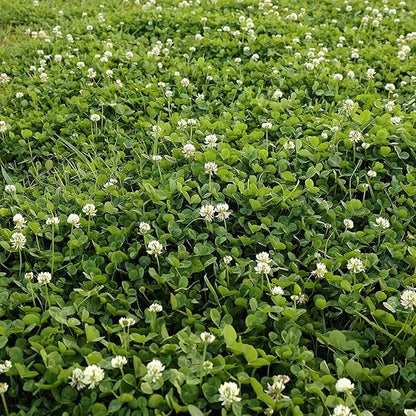 White Clover Seeds, Nitro-Coated and Inoculated, 1 Pound by Seeds2Go