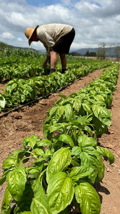 Plant Good Seed Prospera F1 Basil Seeds Seeds for Planting: Perennial Herb, Green Leaves - 150 Seed Packet
