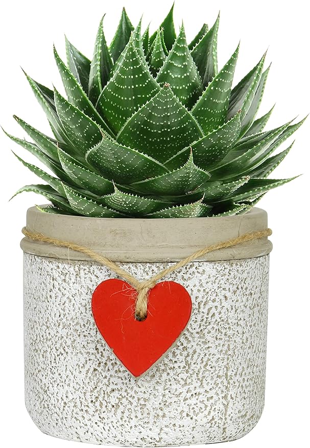 Classic Home and Garden 210029P-396 Heart Pot Planter, Small, Whitewash