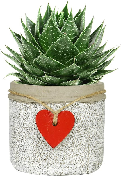 Classic Home and Garden 210029P-396 Heart Pot Planter, Small, Whitewash