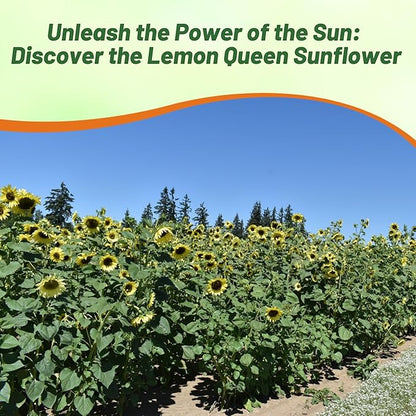 Outsidepride Lemon Queen Sunflower Seeds for Planting - 5 Lbs. Annual, Easy to Grow Flower Seeds w/Vibrant, Abundant Blooms for Cut Flower Arrangements & Pollinator & Vegetable Gardens
