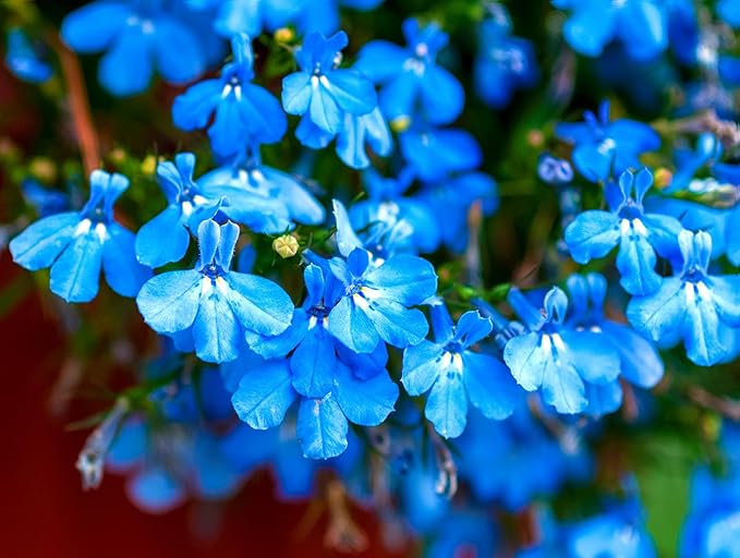 Seeds Blue Lobelia Cascade 1000+ Seeds to Grow Compact Plant Groundcover