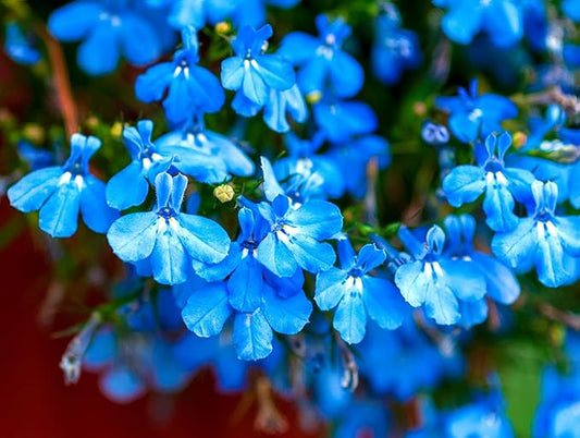 Seeds Blue Lobelia Cascade 1000+ Seeds to Grow Compact Plant Groundcover