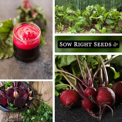 Sow Right Seeds - Bulk Detroit Dark Red Beet Seeds for Planting - 1 Ounce, 1600 Seeds - Non-GMO Heirloom Jumbo Pack with Instructions to Grow an Outdoor Home Vegetable Garden - Always Have Beets