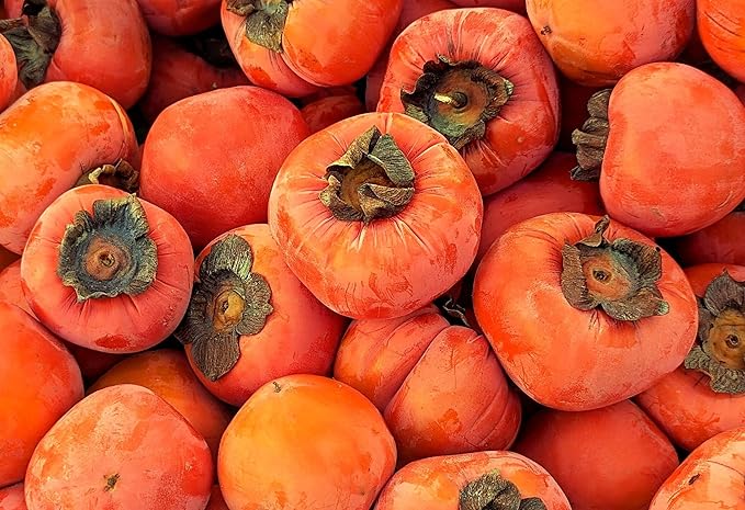 TomorrowSeeds - Japanese Persimmon Tree Seeds - 10+ Count - for 2026 Planting Diospyros Kaki Fuyu Hachiya Asian Chinese Oriental Sharon Perennial Fruit Grow Your Own Home Farm Patio Healthy