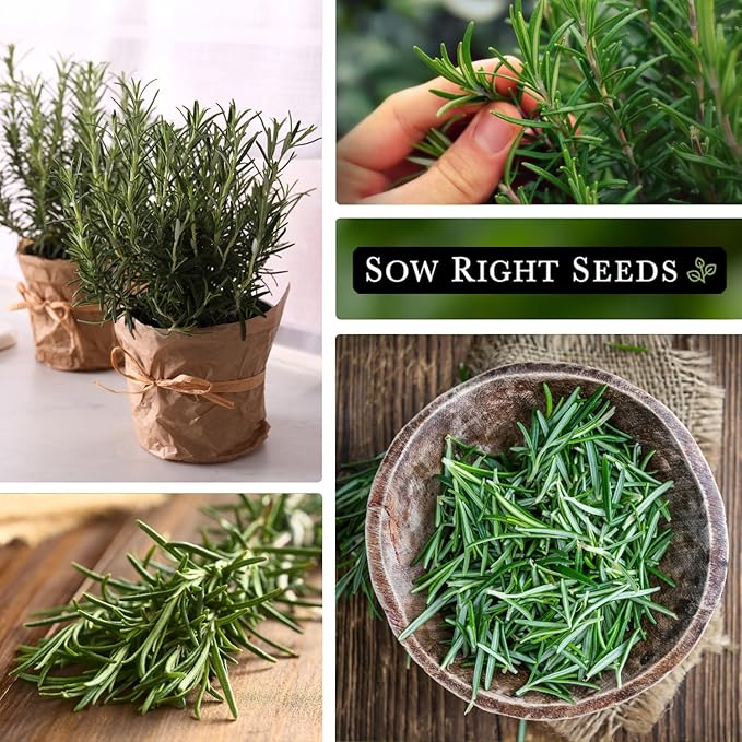 Sow Right Seeds - Rosemary Seed for Planting - Non-GMO Heirloom Packet with Instructions to Plant and Grow a Kitchen Herb Garden - Indoors or Outdoor - Tasty Culinary Herb, Super Fragrant (4)