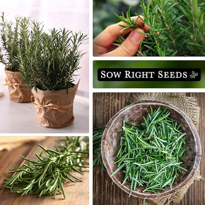 Sow Right Seeds - Rosemary Seed for Planting - Non-GMO Heirloom Packet with Instructions to Plant and Grow a Kitchen Herb Garden - Indoors or Outdoor - Tasty Culinary Herb, Super Fragrant (2)