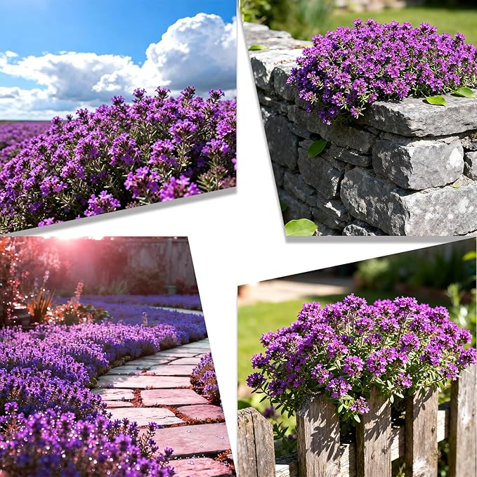 20000+pcs Purple Creeping Thyme Seed for Planting, Non-GMO Heirloom Perennial Ground Cover Flowers Seeds, Lawn Alternative, Fragrant Herb Seeds for Lawns & Paths Garden Backyard
