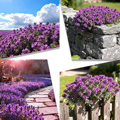 20000+pcs Purple Creeping Thyme Seed for Planting, Non-GMO Heirloom Perennial Ground Cover Flowers Seeds, Lawn Alternative, Fragrant Herb Seeds for Lawns & Paths Garden Backyard