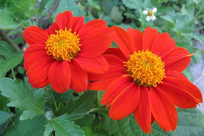 Mexican Sunflower Seeds for Planting – Plant & Grow Heirloom Mexican Sunflowers in Home Outdoor Garden – Planting Instructions for Vibrant Blooms – Great Gardening Gift, 5 Packets