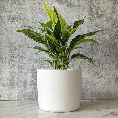 Willowy 6 Inch Ceramic Plant Pot (Matte White) - 6 Inch White Ceramic Planter, Pots for Plants, Planters for Indoor Plants, Plant Pot with Drainage