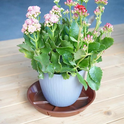 Plant Saucer Pot Tray 12 inch, 6 Packs Flower Planter Saucers and Drip Trays, Plant Dish Pant Plate to Catch Water for Indoor & Outdoor, Durable Round Plastic Flower Plant Saucer, Chocolate