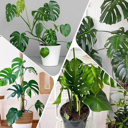 Monstera Potting Soil 4qt - Premium Tropical Blend with Rapid Drainage for Growing and Repotting Monstera Deliciosa (Split-Leaf Philodendron) and Swiss Cheese Plants