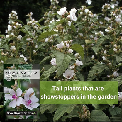 Sow Right Seeds - Marsh Mallow Seeds for Planting - Heirloom Non-GMO Variety - Ideal for Indoor or Outdoor Herbal Gardens - Grow Your Own Culinary and Medicinal Marshmallow Root Herbs (4)