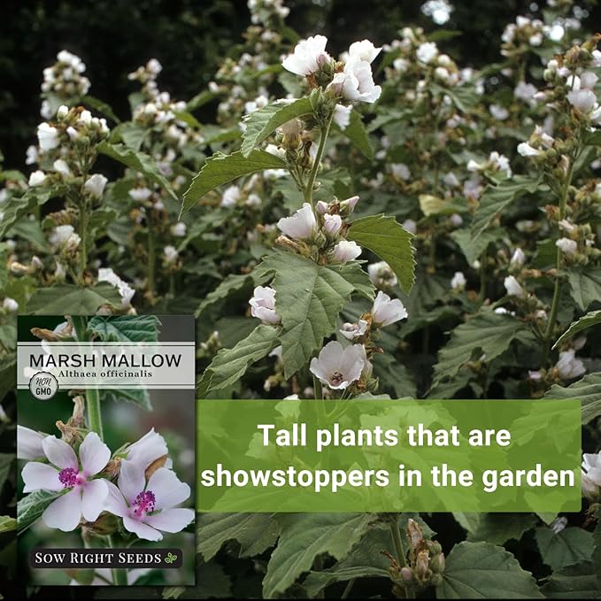 Sow Right Seeds - Marsh Mallow Seeds for Planting - Heirloom Non-GMO Variety - Ideal for Indoor or Outdoor Herbal Gardens - Grow Your Own Culinary and Medicinal Marshmallow Root Herbs (3)