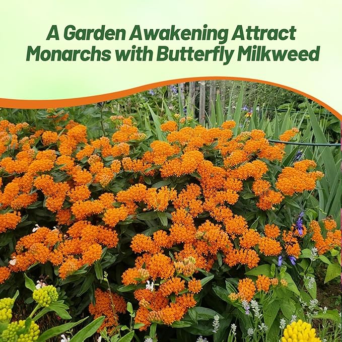 Outsidepride Butterfly Milkweed Seeds - 500 Pcs Perennial, Heat & Humid Tolerant, Pollinator-Friendly Wildflower Seeds, Ideal for Monarch Butterflies, Cut Flowers, Borders, or Meadows