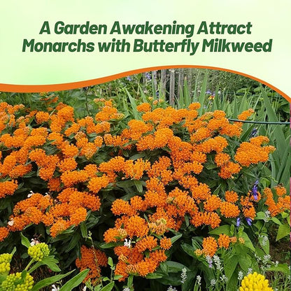Outsidepride Butterfly Milkweed Seeds - 1000 Pcs Perennial, Heat & Humid Tolerant, Pollinator-Friendly Wildflower Seeds, Ideal for Monarch Butterflies, Cut Flowers, Borders, or Meadows
