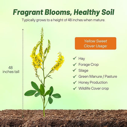 Outsidepride Yellow Sweet Clover Seed - 5 lbs Biennial, Drought-Tolerant, Frost-Resistant, Nitrocoated, Inoculated Yellow Clover Seeds Cover Crop for Forage, Honey Production, & Pollinators