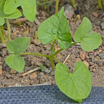 Seed Needs Black Kniolas Morning Glory Seeds for Planting - Heirloom & Open Pollinated Annual Vines - Cover a Fence or Trellis in Deep Purple Almost Black Flowers (2 Packs)
