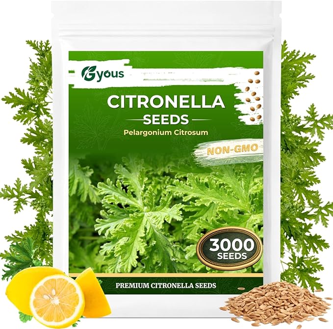 Citronella Seeds (3,000+ Seeds) – Easy-Grow Herb Plant for Pots & Garden Beds, Fresh Aromatic Leaves for Outdoor Patio Planters