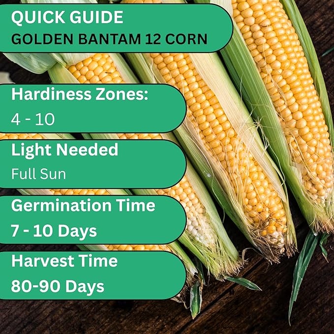 Golden Bantam 12 Sweet Corn Seeds for Planting – Heirloom Non-GMO Yellow Sweet Corn for Home Gardens | Woods Creek Seeds