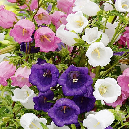 Seeds Canterbury Bells Double Mix/Bellflower/Biennial Flowers