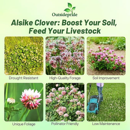 Outsidepride Biennial Alsike Clover Seeds for Lawn - 10 lbs. Nutrient-Rich, Drought Resistant Cover Crop Seeds, Ideal For Ground Cover, High-Yield Forage, Hay, Pastures, Food Plots & Grazing Livestock