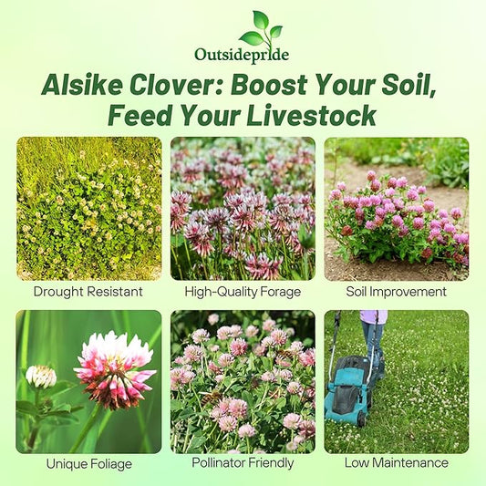 Outsidepride Biennial Alsike Clover Seeds for Lawn - 10 lbs. Nutrient-Rich, Drought Resistant Cover Crop Seeds, Ideal For Ground Cover, High-Yield Forage, Hay, Pastures, Food Plots & Grazing Livestock