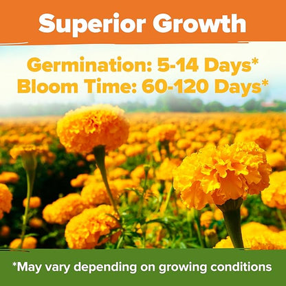 HOME GROWN Crackerjack Marigold Seeds | 4 oz / 35,000 Flower Seeds Planting Outdoor | Large Bulk Pack | High Germination, Wildflower Seed | Companion Planting